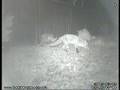 Foxes and Badgers feeding