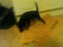 Krutov as puppy