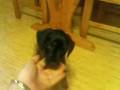 Krutov as puppy