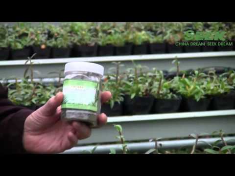 how to fertilize herbs organically