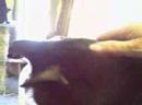 caroline's kids pet rescue is a non-profit cat sanctuary that does adoptions.  about 200 cats live in this house which was remodeled especially for them located in painesville, ohio.  the web site is www.carolines-kids.org