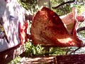 Chuvaki Otozhgli ! Chuvaki Otozhgli !