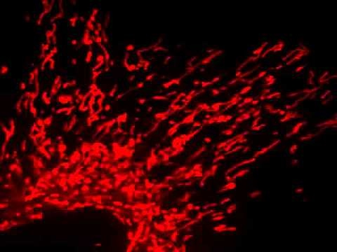 Prior Scientific’s Lumen Fluorescence Illumination Systems  – Live Cell Images