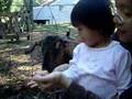 Eden Feeding Goats and Sheep
