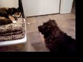 Dog and Cat Have a Chat Dog and Cat Have a Chat