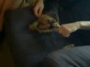 Cane Corso Puppies At 6 Weeks - Orange Cane Corso Puppies At 6 Weeks - Orange