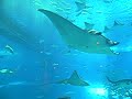 Manta ray in Okinawa Aquarium