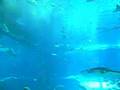 Manta Ray...