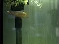 Killifish eats mealworm!?! Maybe...