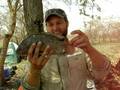 Tilapia on the Kafue, Zambia