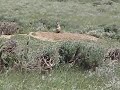 All prairie dogs go to heaven III