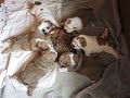 English Bulldog pupies English Bulldog pupies