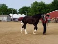 Yearling Shire filly showing in hand Yearling Shire filly showing in hand