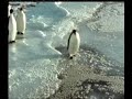 animal estupido