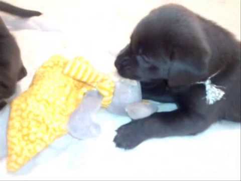 Labrador Retriever Welpen beim spielen  / our lab puppies play