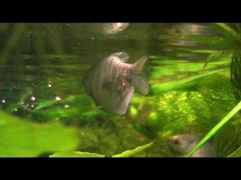 how to cure dwarf gourami disease