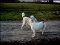T�pp&Nups