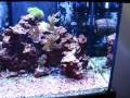 Nano Reef montado a 10 meses e 20 dias. 