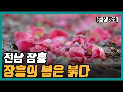 [생생 3도] 장흥의 봄은 붉다 | KBS