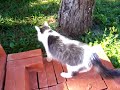 Meus gatos na ch�cara 4