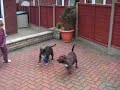 Monty the Staffy Goes Football Crazy