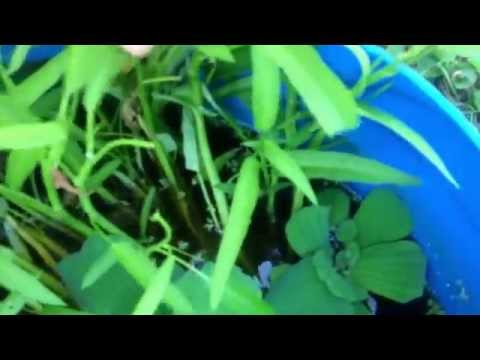 how to harvest kangkong