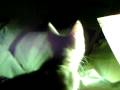 videos de Coco finds kitten chow, Ainsley 'sees the light'