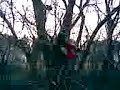 tree nut buster tree nut buster