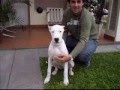 Dogo Argentino video