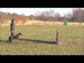 Yacheeros Imperial Imron Schutzhund Doberman