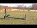 Yacheeros Imperial Imron Schutzhund Doberman