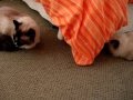 Murphy-a-5-year-old-