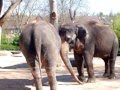 videos de 2008 Tierpark Wilhelma
