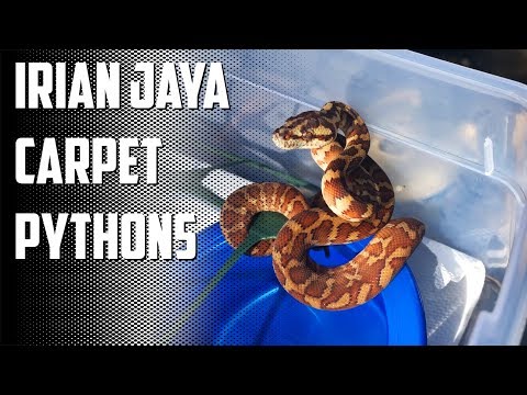YouTube reptile video