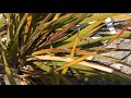 lcdragon: Prating Mantis