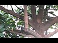 macaco nas nuvens