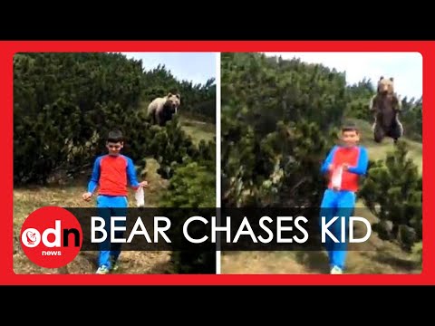 NIEDŹWIEDŹ ZA 12 LATKIEM, OJCIEC KAŻE MU IŚĆ POMAŁU DO PRZODU