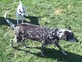Kearny Dog Park 2