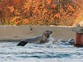 Impatient Danish Seal