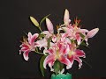 Stargazer lilies are a sight to behold, and even more so when their blooming is accelerated photographically. Their fragrance practically filled the house while my camera took close to 3000 photos in a span of about ten days. The nice flower-lady at the Safeway supermarket handpicked the young blooms for me. The music is 