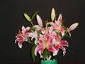 Time Lapse Blooming of Stargazer Lilies