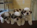 4 Shih tzu puppies