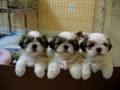 Shih