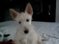 My Cute Scottish Terrier \"Cowgirl\" My Cute Scottish Terrier \"Cowgirl\"