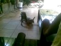 Lucky & Popi, Cute Mongrel/Mixbreed Puppies