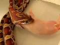 Feeding a corn snake