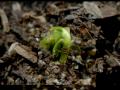 Giving Thanks:  The Enchanted Garden