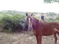 Yo hablando en idioma caballo!
