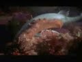 otcopus eats shark - ahtapot k�pekbal??? yiyor