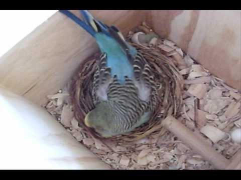 Mama budgie Marble with her growing family